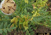 Hoàng kỳ: Vị thuốc bổ khí kinh điển trong Đông y Hoàng kỳ