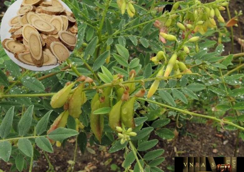 Hình ảnh cây Dược liệu Hoàng Kỳ