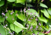 Cỏ roi ngựa – Vị thuốc hoạt huyết, thanh nhiệt, giải độc trong dân gian