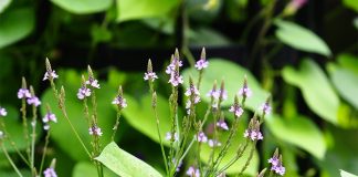 Cỏ roi ngựa – Vị thuốc hoạt huyết, thanh nhiệt, giải độc trong dân gian