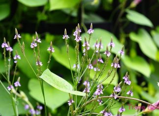 Cỏ roi ngựa – Vị thuốc hoạt huyết, thanh nhiệt, giải độc trong dân gian Cỏ roi ngựa – Vị thuốc hoạt huyết, thanh nhiệt, giải độc trong dân gian